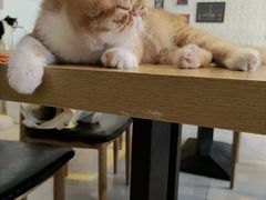 -平行世界·猫咖(首经贸店)