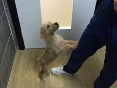 非常整洁，干净，很现代，看出来在装修上下功夫了-美联众合宠物医院·爱萌分院·内外科·猫科中心