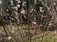 -桃花岛景观公园