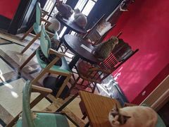 -猫色咖啡·猫咖