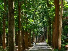 -中国科学院西双版纳热带植物园