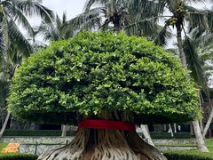 -海南清水湾莱佛士酒店