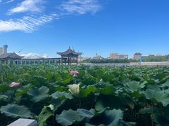-莲花池公园