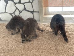 -海合安武汉极地海洋公园