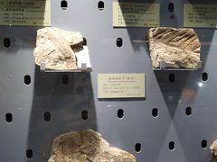 -河南自然博物馆