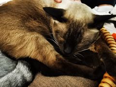 -猫友咖啡店(玉林西路店)