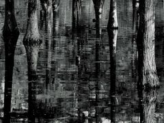 -白鹭湾湿地公园