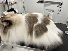 -comecome来吧宠物(奥克斯中心店)