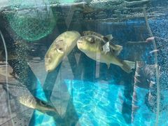 -肆月河豚·新淮扬(金融街店)