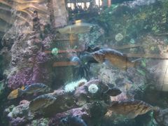 -西雅图水族馆