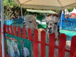 -萌宠亲子动物乐园(槐房万达店)