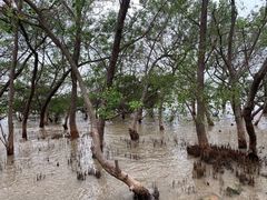 -宝安西湾红树林湿地公园
