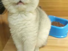 -猫十亿·布偶金渐层·曼基康矮脚猫舍(青年路店)
