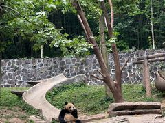 -都江堰中华大熊猫苑