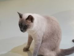 -豆逗聊愈猫阁Easy Life