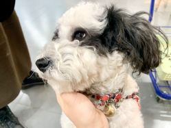 -Moni星球萌宠·小马宝莉·灵蛇·高端高阶全萌宠互动体验俱乐部(红豆国际广场店)