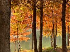 -合肥滨湖国家森林公园