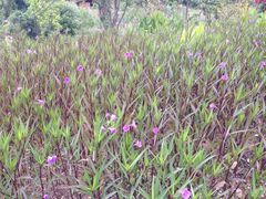 iphone_upload_pic-贵阳市花溪国家城市湿地公园