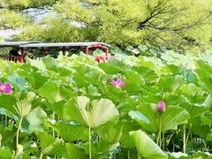 -皇家御河游(紫御湾码头)