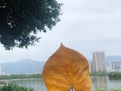 -飞来湖湿地公园