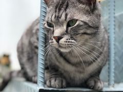 -喵屿·大理花园猫咖