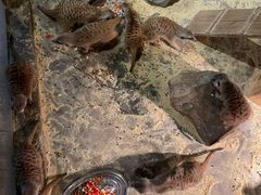 -绿色星球动物主题公园