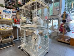 -唐小姐の私宠·宠物洗护美容·撸猫馆·购宠(周浦万达旗舰店)