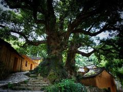 -杨家堂村