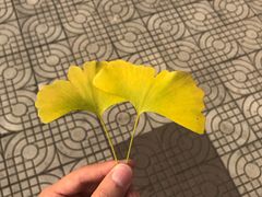 -四川大学(望江校区)