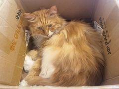 -平行世界·猫咖(首经贸店)
