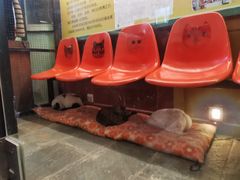 -猫咪博物馆(顶澳仔猫街店)
