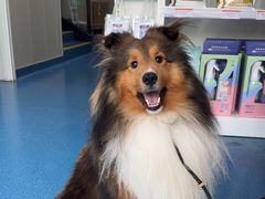 -创凡宠物医院·骨专科  猫科中心(西乡分院)