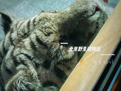 -北京野生动物园