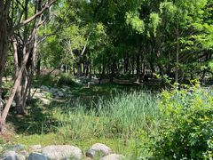 -洱海月湿地公园