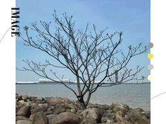 -上海吴淞炮台湾国家湿地公园