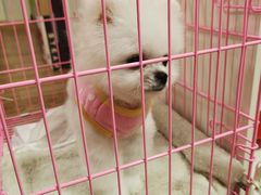 -唐小姐の猫狗洗护·购宠旗舰店(周浦万达店)