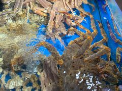 俄罗斯老板虾-盒马鲜生(岭南新世界店)