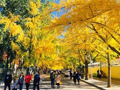 -三里屯东五街银杏大道