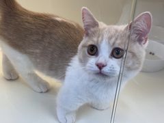-小猫来了·猫舍(红山六九七九店)