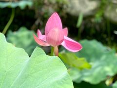 -陈家山荷花公园