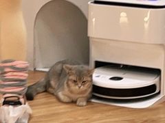 -COLOR PETS 撸猫馆·购猫·猫咖(长风大悦城店)