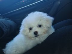 -FAELING PETS美天灵宠物(富力广场店)