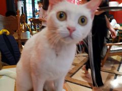 -猫色咖啡·猫咖