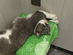 -东莞宠友24H宠物中心医院·转诊夜诊·异宠(新河北路院)