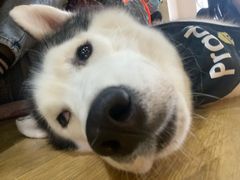 -Husky Go! 哈士奇体验馆·宠物咖啡厅狗咖