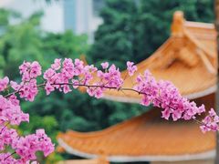 -深圳市中科院仙湖植物园