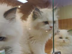-猫十亿·布偶金渐层·曼基康矮脚猫舍(青年路店)