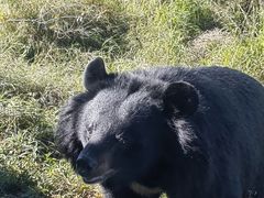 -黑瞎子岛探秘野熊园