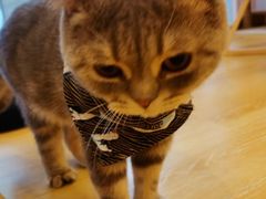 -猫咪派对(江南西店)