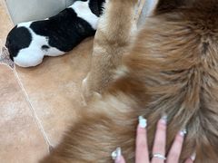 -Let's go狗咖·猫咖·奶狗·桌游(春熙路IFS店)